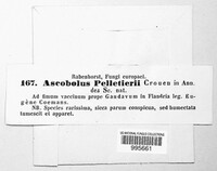 Thecotheus pelletieri image